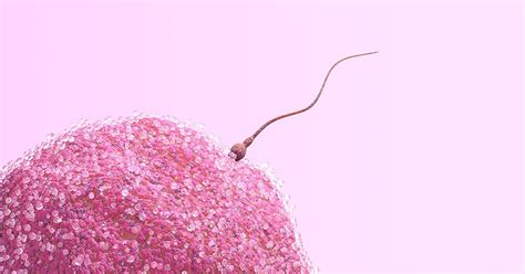 how long does it take for precum to die|Sperm Myths and Facts: Speed, Lifespan, Volume,。